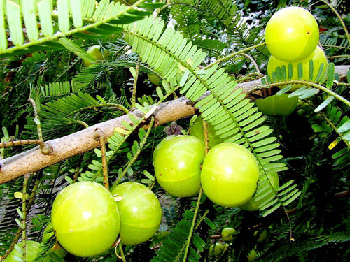 Seeds Phylllanthus Acidus Plants